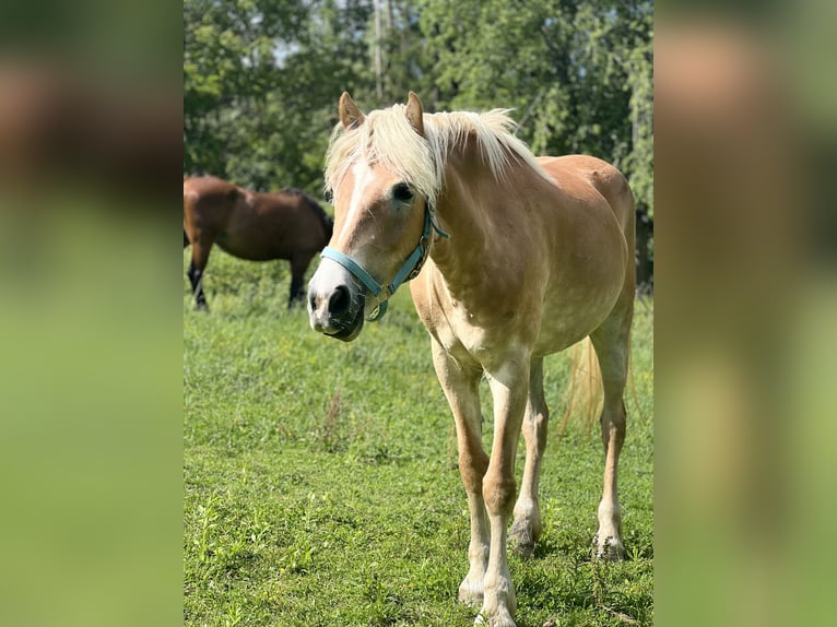 Haflinger Mare 6 years 15.1 hh  in Eichberg bei Hartmannsdorf