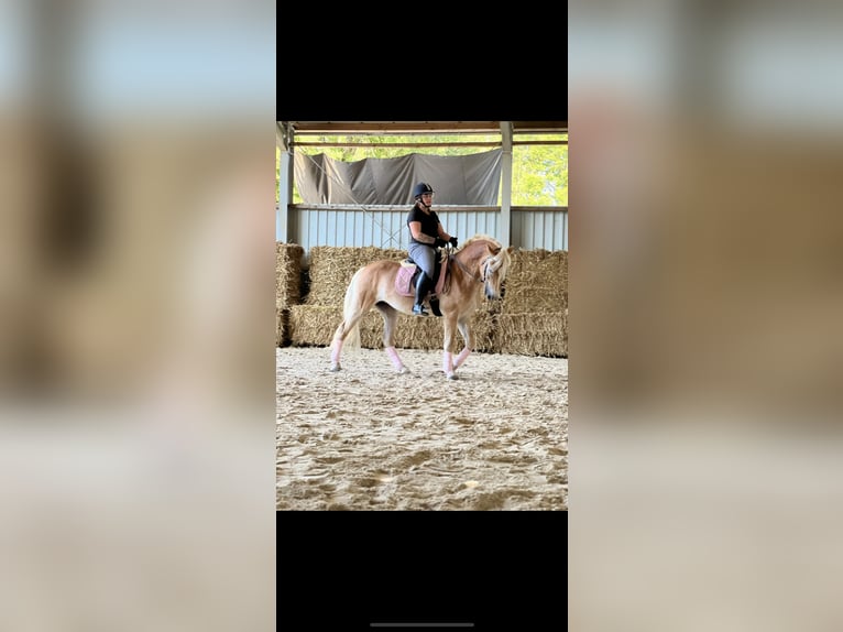 Haflinger Mare 6 years 15 hh Champagne in Wittlich