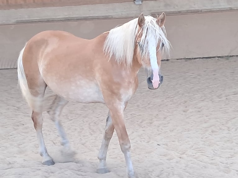 Haflinger Mare 6 years 15 hh Chestnut-Red in Wuppertal