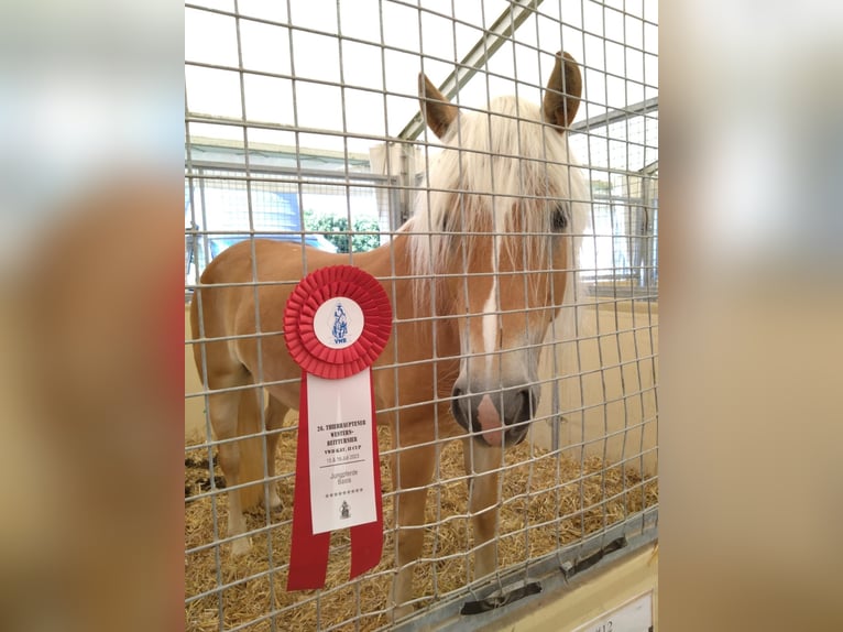 Haflinger Mare 6 years 15 hh Chestnut-Red in Oberaurach