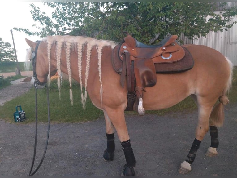 Haflinger Mare 6 years 15 hh Chestnut-Red in Oberaurach