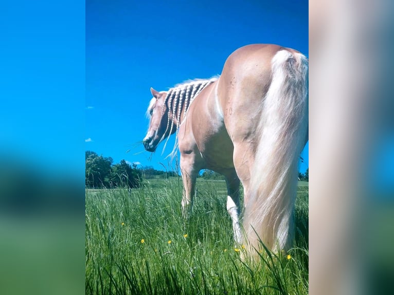 Haflinger Mare 6 years 15 hh Chestnut-Red in Oberaurach