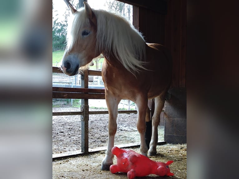 Haflinger Mare 6 years 15 hh Chestnut-Red in Oberaurach