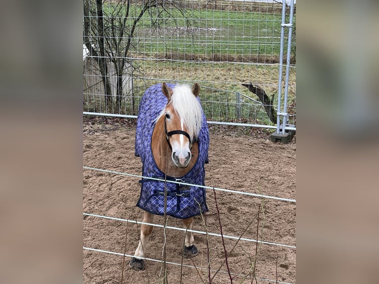 Haflinger Mare 6 years 15 hh Chestnut-Red in Oberaurach