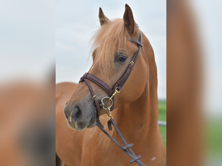Haflinger Mix Mare 6 years 15,1 hh Brown-Light in Geilenkirchen