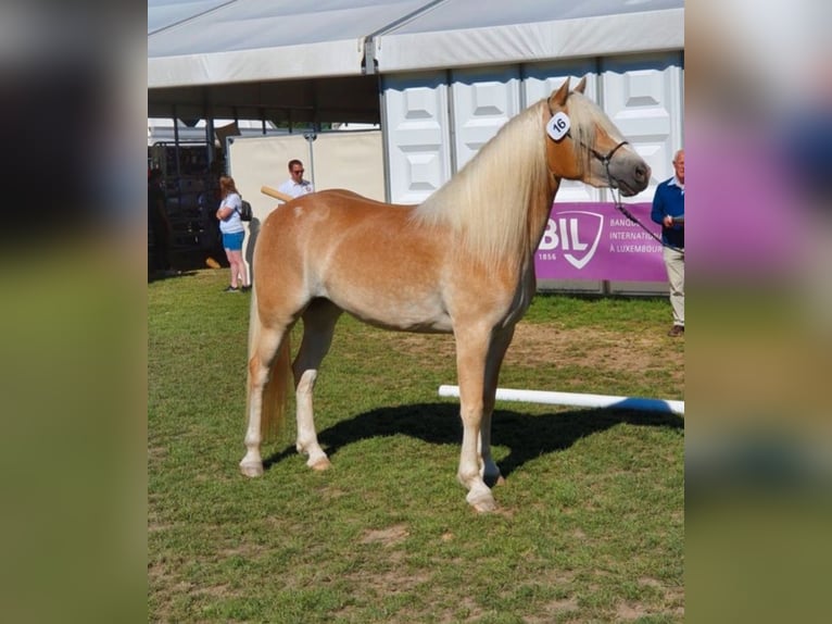Haflinger Mare 6 years 15,1 hh Chestnut-Red in Berenbrock Haflinger Mare 6 years 15,1 hh Chestnut-Red in Berenbrock