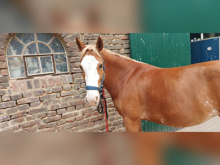 Haflinger Mix Mare 6 years 15,1 hh Chestnut-Red in Nörvenich
