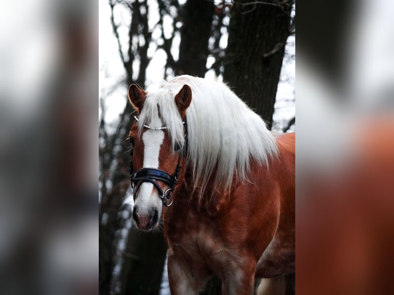 Haflinger Mare 6 years 15,1 hh Chestnut-Red in Nettersheim