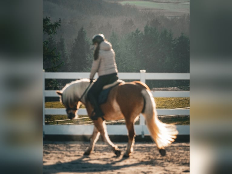 Haflinger Mare 6 years 15,1 hh Chestnut-Red in Nettersheim