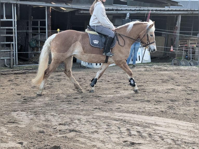 Haflinger Mare 6 years 15,1 hh Sorrel in Morsbach