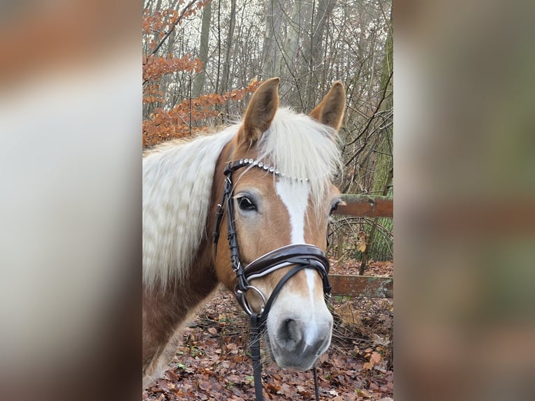 Haflinger Mare 6 years in Braunschweig