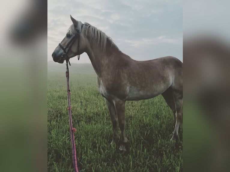 Haflinger Mare 7 years 13,2 hh Chestnut-Red in Rozwory