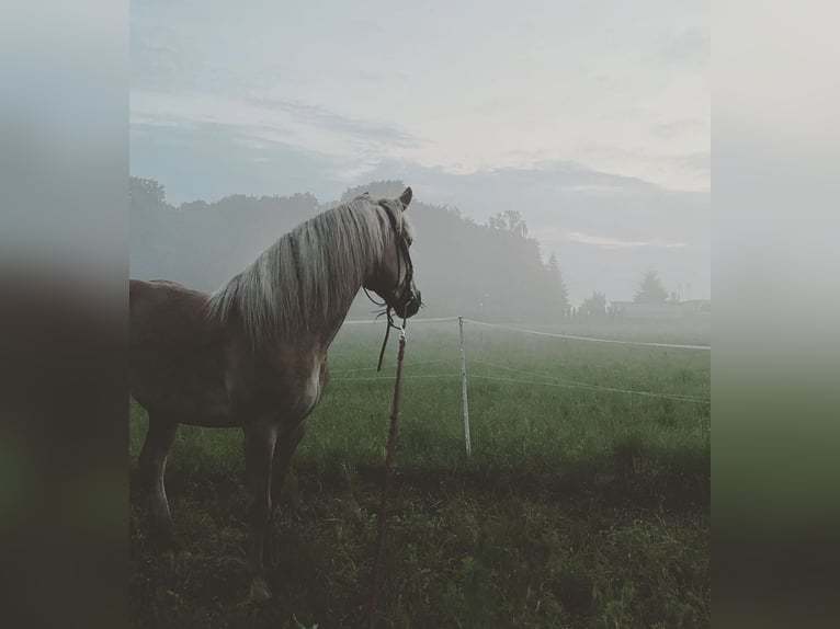 Haflinger Mare 7 years 13,2 hh Chestnut-Red in Rozwory