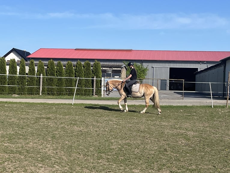 Haflinger Mare 7 years 13,2 hh Chestnut-Red in Rozwory