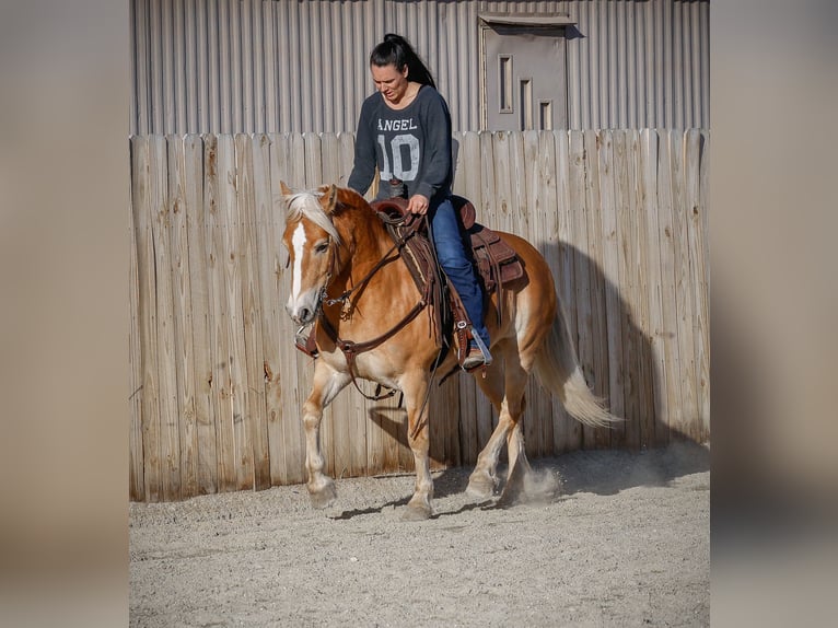 Haflinger Mare 7 years 13,3 hh Chestnut in Hamilton, MT