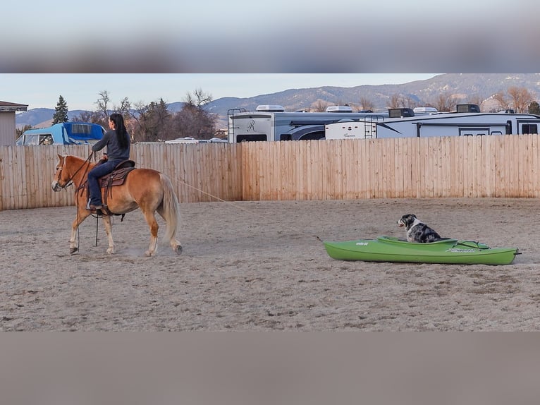 Haflinger Mare 7 years 13,3 hh Chestnut in Hamilton, MT