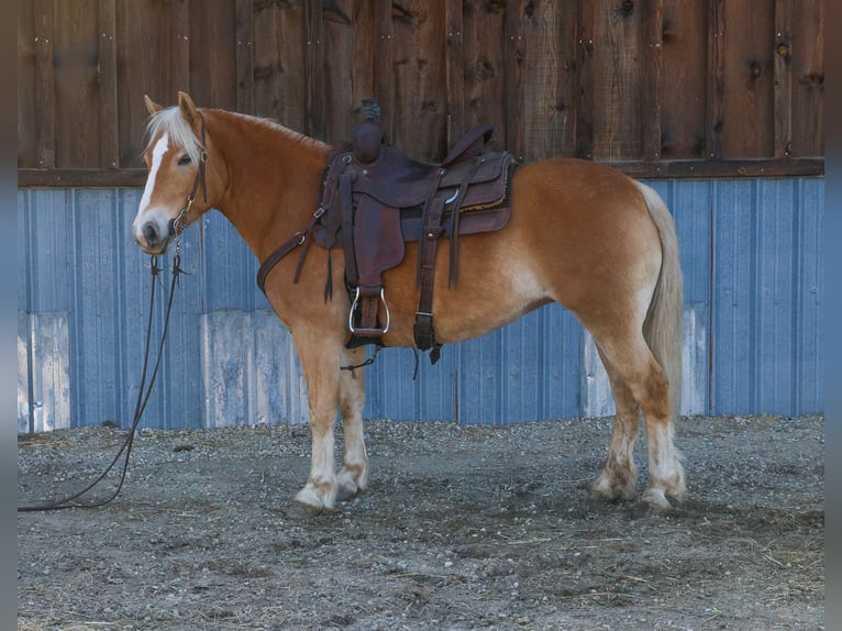 Haflinger Mare 7 years 13,3 hh Chestnut in Hamilton, MT
