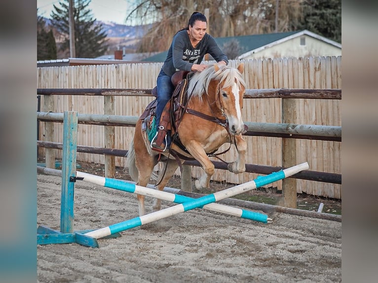 Haflinger Mare 7 years 13,3 hh Chestnut in Hamilton, MT