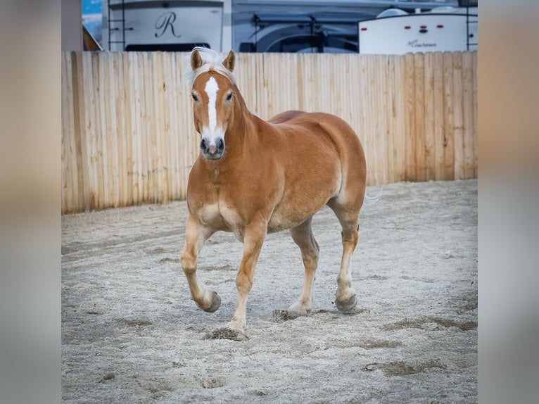Haflinger Mare 7 years 13,3 hh Chestnut in Hamilton, MT