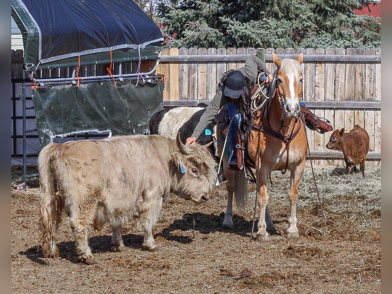 Haflinger Mare 7 years 13,3 hh Chestnut in Hamilton, MT