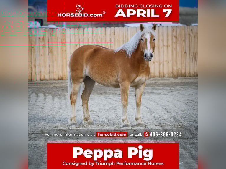 Haflinger Mare 7 years 13,3 hh Chestnut in Hamilton, MT