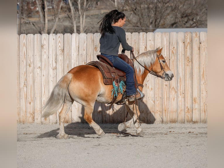 Haflinger Mare 7 years 13,3 hh Chestnut in Hamilton, MT
