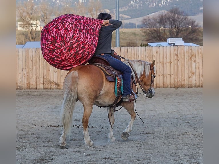 Haflinger Mare 7 years 13,3 hh Chestnut in Hamilton, MT