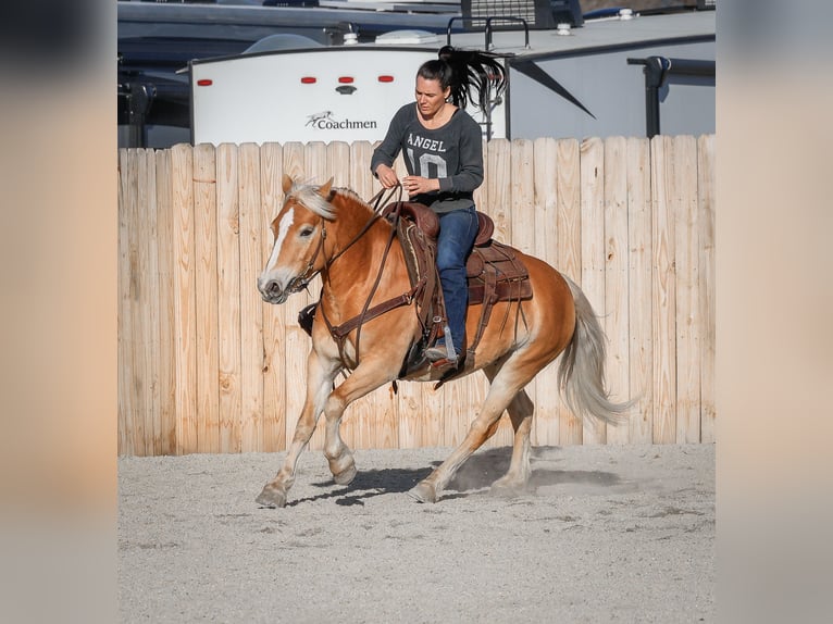 Haflinger Mare 7 years 13,3 hh Chestnut in Hamilton, MT