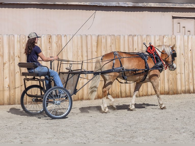 Haflinger Mare 7 years 13,3 hh Chestnut in Hamilton, MT