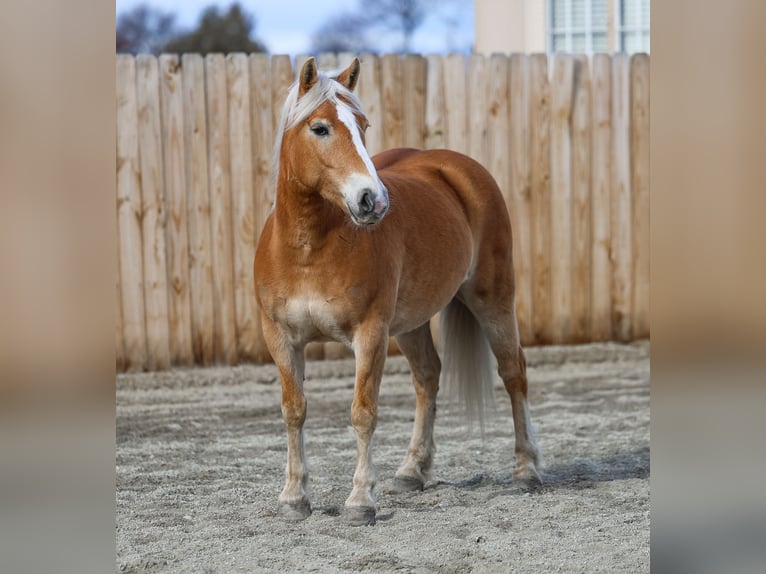 Haflinger Mare 7 years 13,3 hh Chestnut in Hamilton, MT