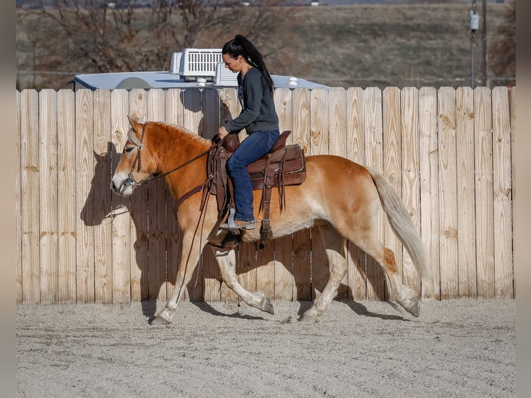 Haflinger Mare 7 years 13,3 hh Chestnut in Hamilton, MT
