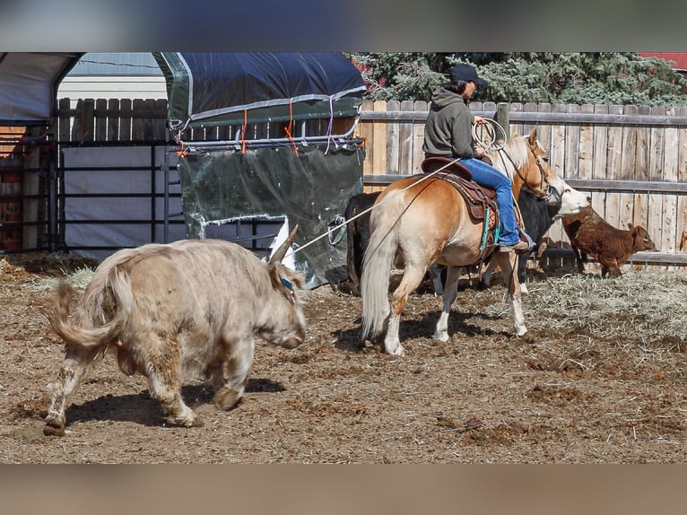 Haflinger Mare 7 years 13,3 hh Chestnut in Hamilton, MT