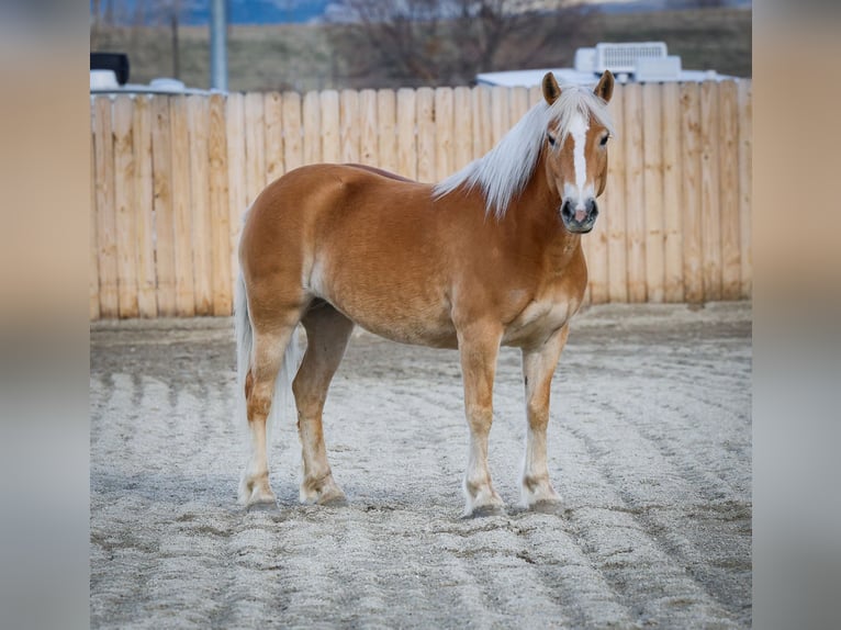 Haflinger Mare 7 years 13,3 hh Chestnut in Hamilton, MT