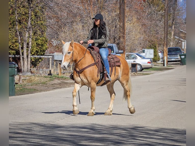 Haflinger Mare 7 years 13,3 hh Chestnut in Hamilton, MT