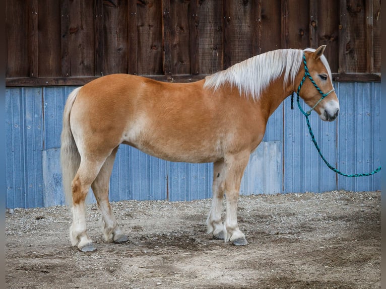 Haflinger Mare 7 years 13,3 hh Chestnut in Hamilton, MT