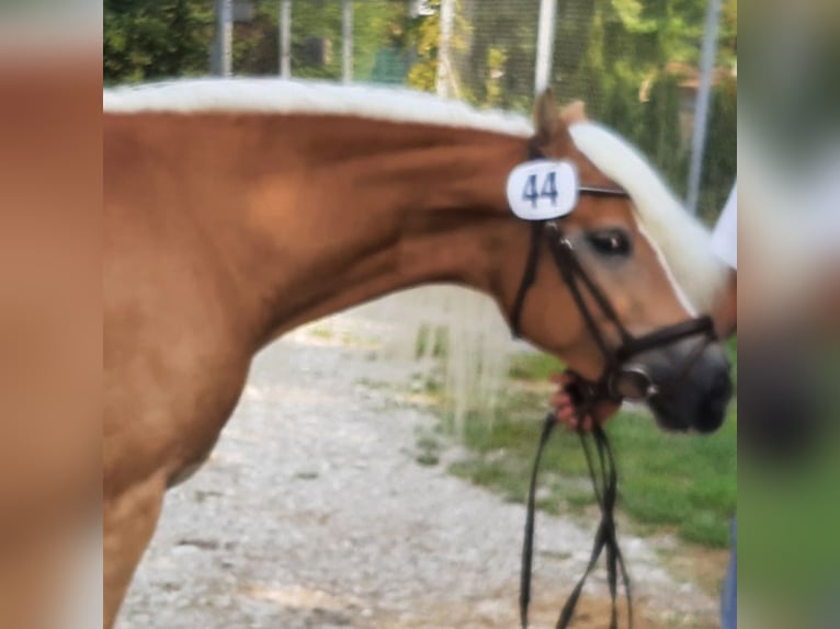 Haflinger Mare 7 years 14,1 hh in Bad Hall