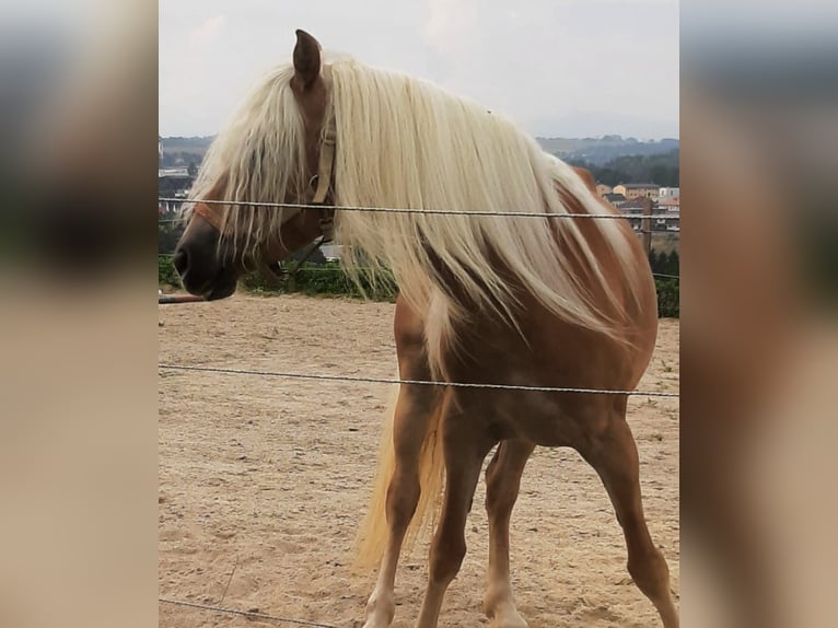 Haflinger Mare 7 years 14,1 hh in Bad Hall