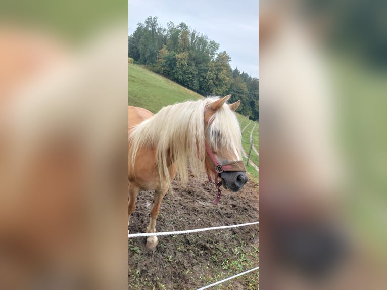 Haflinger Mare 7 years 14,1 hh in Bad Hall