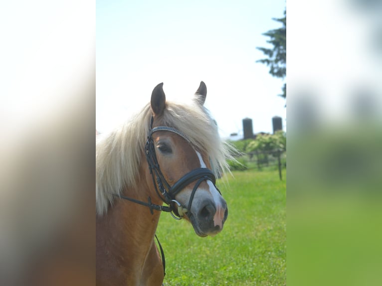 Haflinger Mare 7 years 14.1 hh Chestnut-Red in Breda