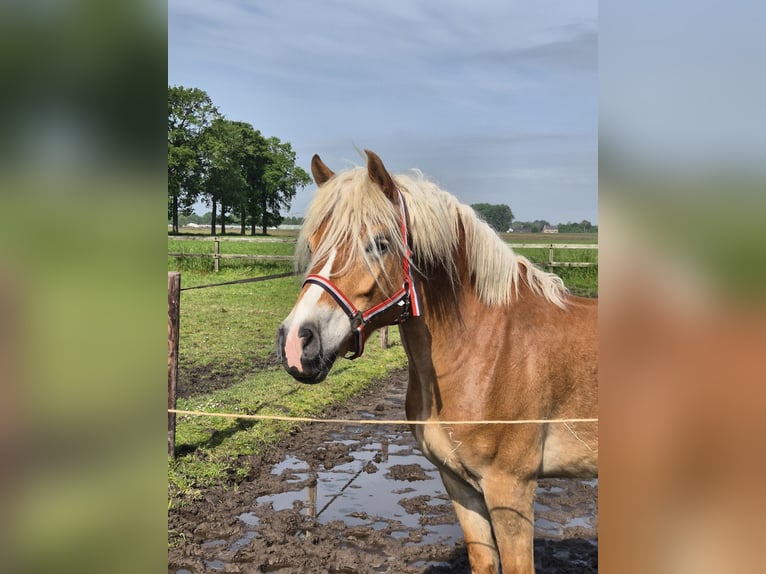 Haflinger Mare 7 years 14.1 hh Chestnut-Red in Breda
