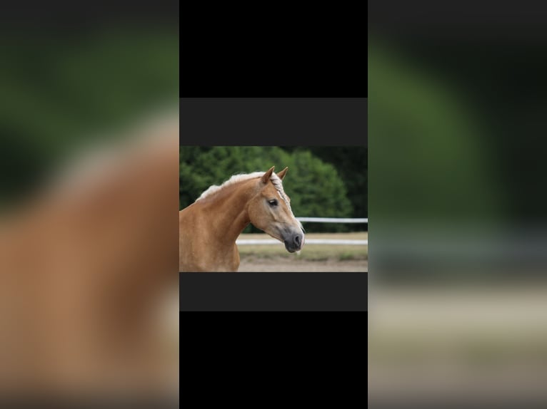 Haflinger Mare 7 years 14.1 hh  in Dortmund