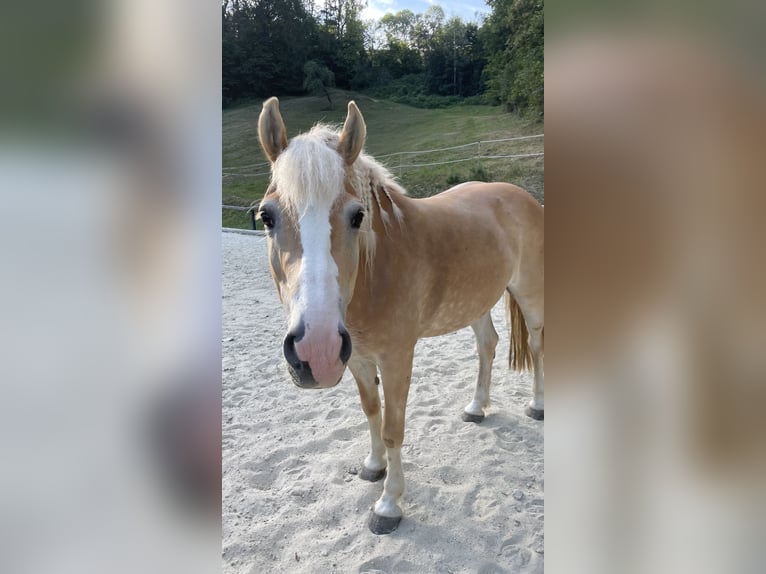 Haflinger Mare 7 years 14,2 hh Brown-Light in Bromberg