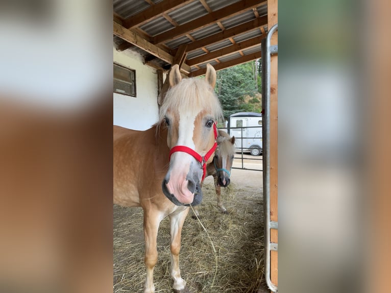 Haflinger Mare 7 years 14,2 hh Brown-Light in Bromberg