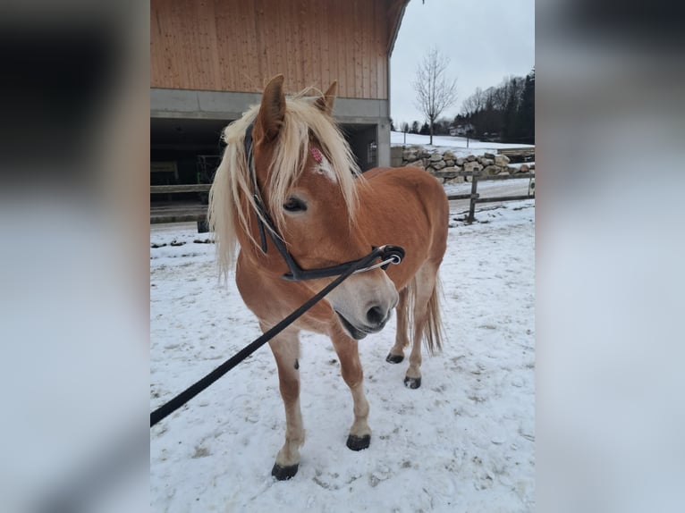 Haflinger Mare 7 years 14,2 hh Chestnut in irschenberg