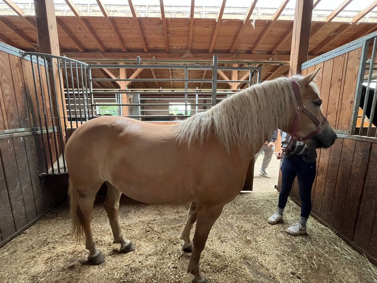 Haflinger Mare 7 years 14,2 hh Chestnut in irschenberg