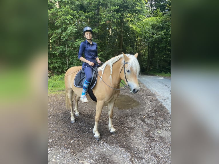 Haflinger Mare 7 years 14,2 hh Chestnut in irschenberg