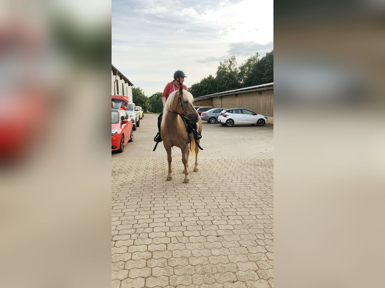 Haflinger Mare 7 years 14,2 hh Chestnut-Red in Lebach