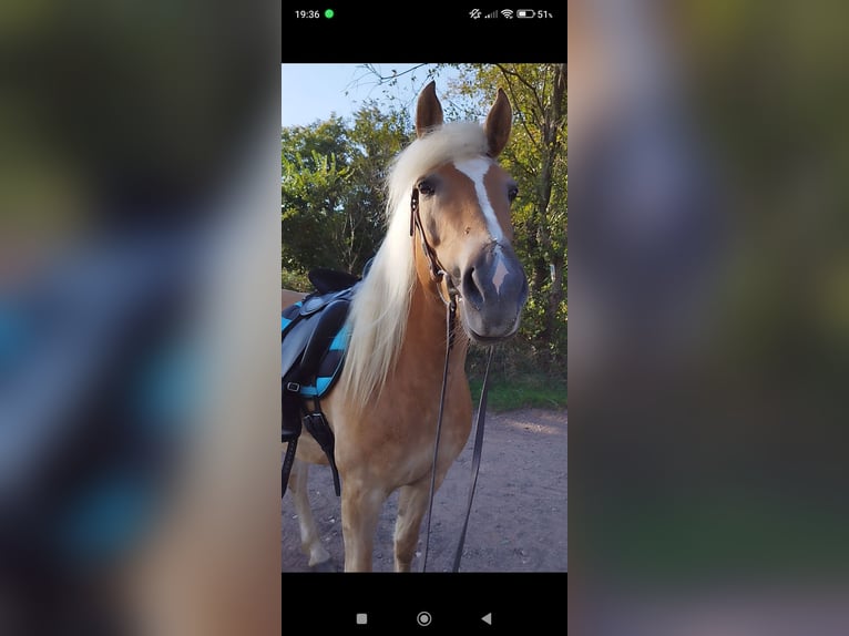 Haflinger Mare 7 years 14,2 hh Chestnut-Red in Lebach