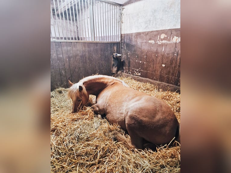 Haflinger Mare 7 years 14,2 hh Chestnut-Red in Lebach