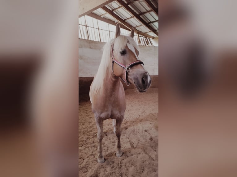 Haflinger Mare 7 years 14,2 hh Chestnut-Red in Lebach